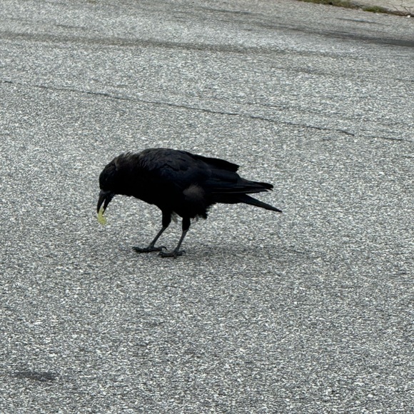 Meet your Posher, Tiffany - Picture 1 of 1